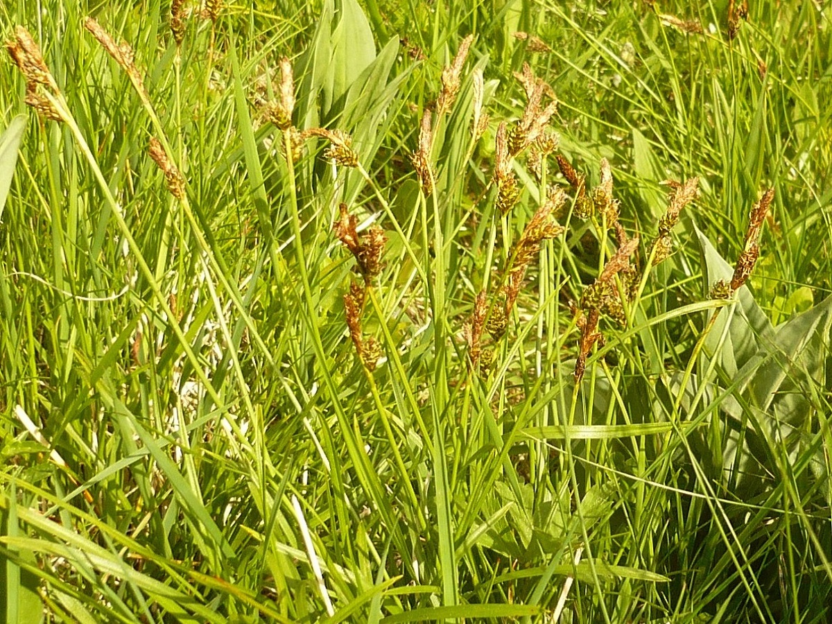 Carex umbrosa var. umbrosa (Cyperaceae)